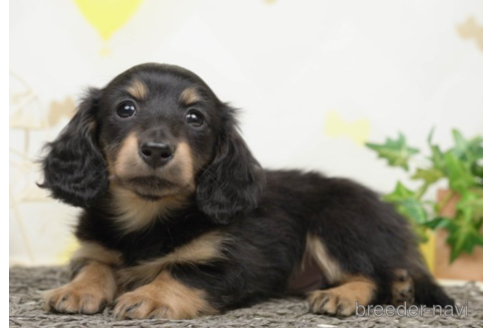 成約済の千葉県のカニンヘンダックスフンド(ロングヘアード)-219961の3枚目